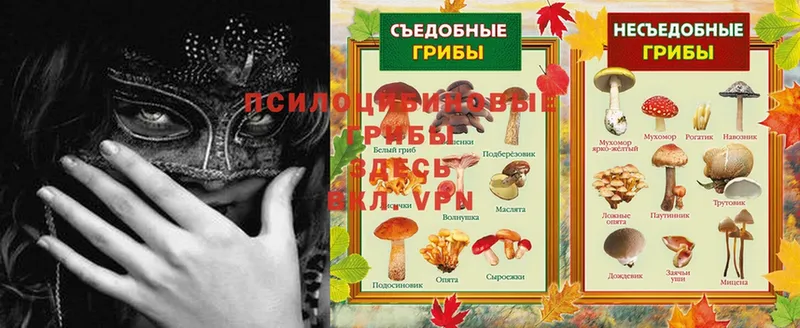 закладки  Подольск  Галлюциногенные грибы Psilocybe 